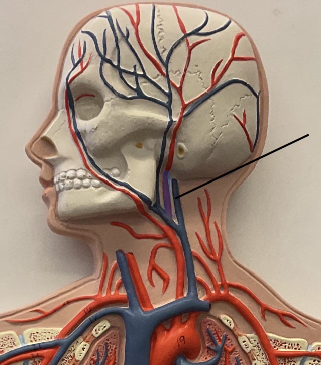 <p>Name this artery that feeds into the face.</p>