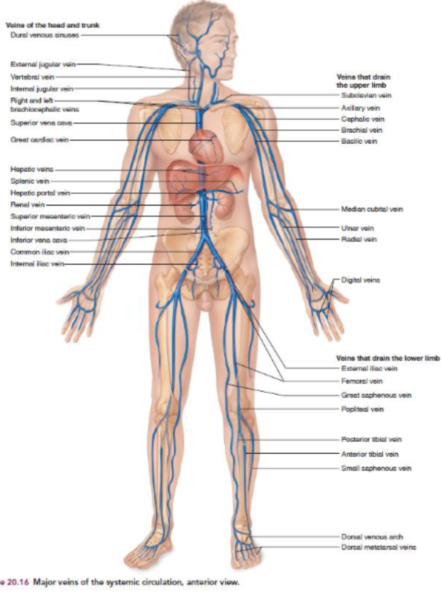 <p>Arteries = carry oxygenated blood</p><p>Veins = deoxygenated</p>