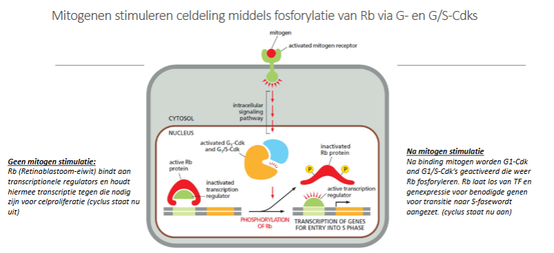 <p>Mitogenen zijn <strong>extracellulaire groeifactoren</strong> die de cel vertellen dat er gedeeld moet worden.<br>Wanneer een mitogeen bindt aan zijn receptor:</p><ol><li><p>Wordt een <strong>intracellulaire signaalroute</strong> geactiveerd (bijv. Ras/MAPK).</p></li><li><p>Dit leidt tot activatie van transcriptie van cyclines en CDK’s.</p></li><li><p>Hierdoor worden <strong>G1- en G1/S-CDK’s geactiveerd</strong> (de exacte combinaties hoef je niet te kennen).</p></li></ol><p>Deze CDK’s vormen de “startmotor” die nodig is om Rb te inactiveren.</p><p><strong>→ Zonder mitogenen blijft Rb actief en staat de cel stil.</strong></p>