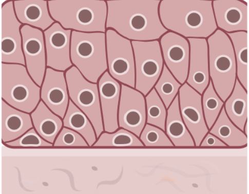 <ul><li><p>allows ducts/organs to stretch and expand</p></li></ul><p></p>