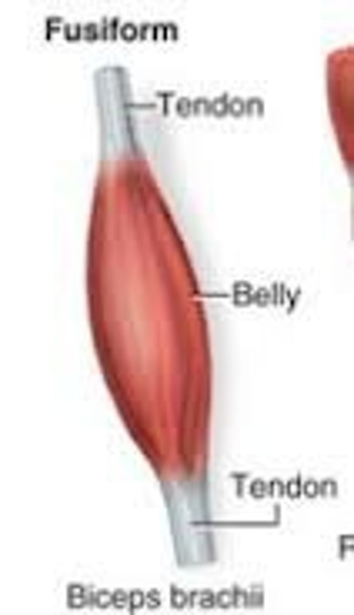 <p>Named for distinctive shapes (e.g., deltoid = triangle)</p>