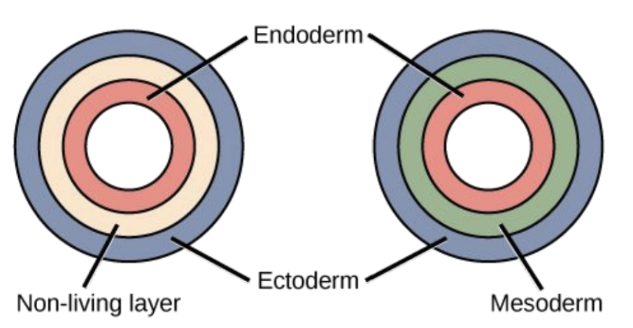<p>germ layers give rise to tissues and organs;</p><p>*endoderm (digestive and respiratory, the most inner layer),</p><p>*ectoderm (outer covering and is in nervous tissues)</p><p>*mesoderm (in muscles, circulatory, and skeletal tissues)</p>