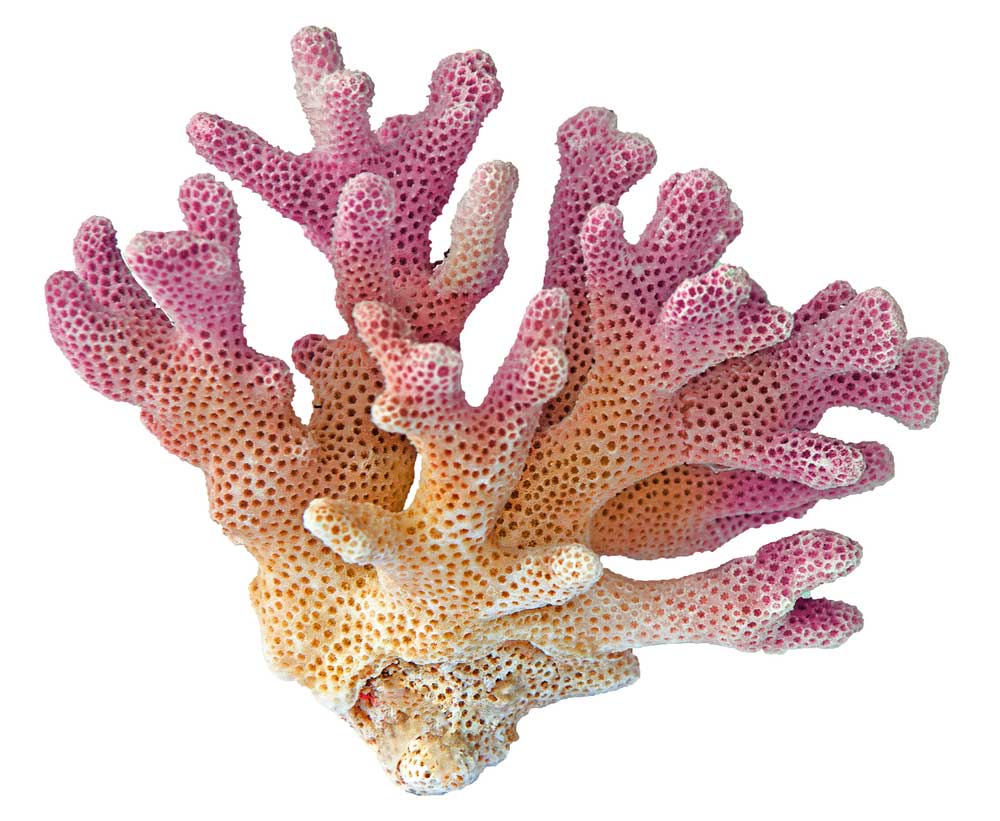 <p>A Stony thing made by <span>coelenterates as an exoskeleton </span></p>