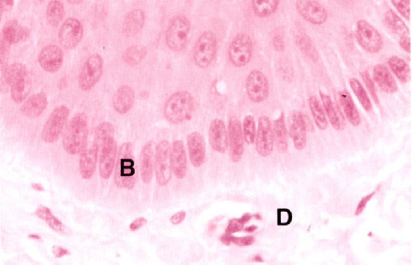 <p>Letter B</p>