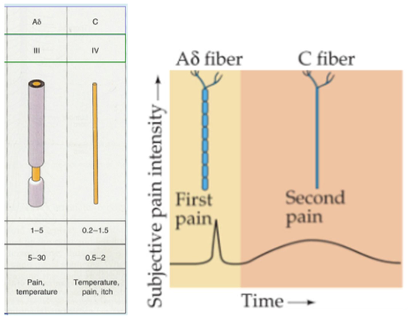 <p>Describe slow or 'second' pain</p>