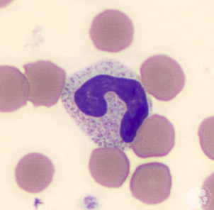 <p>IDENTIFY THE CELL</p><p>WHAT DOES THE NEUCLEUS LOOK LIKE?</p>