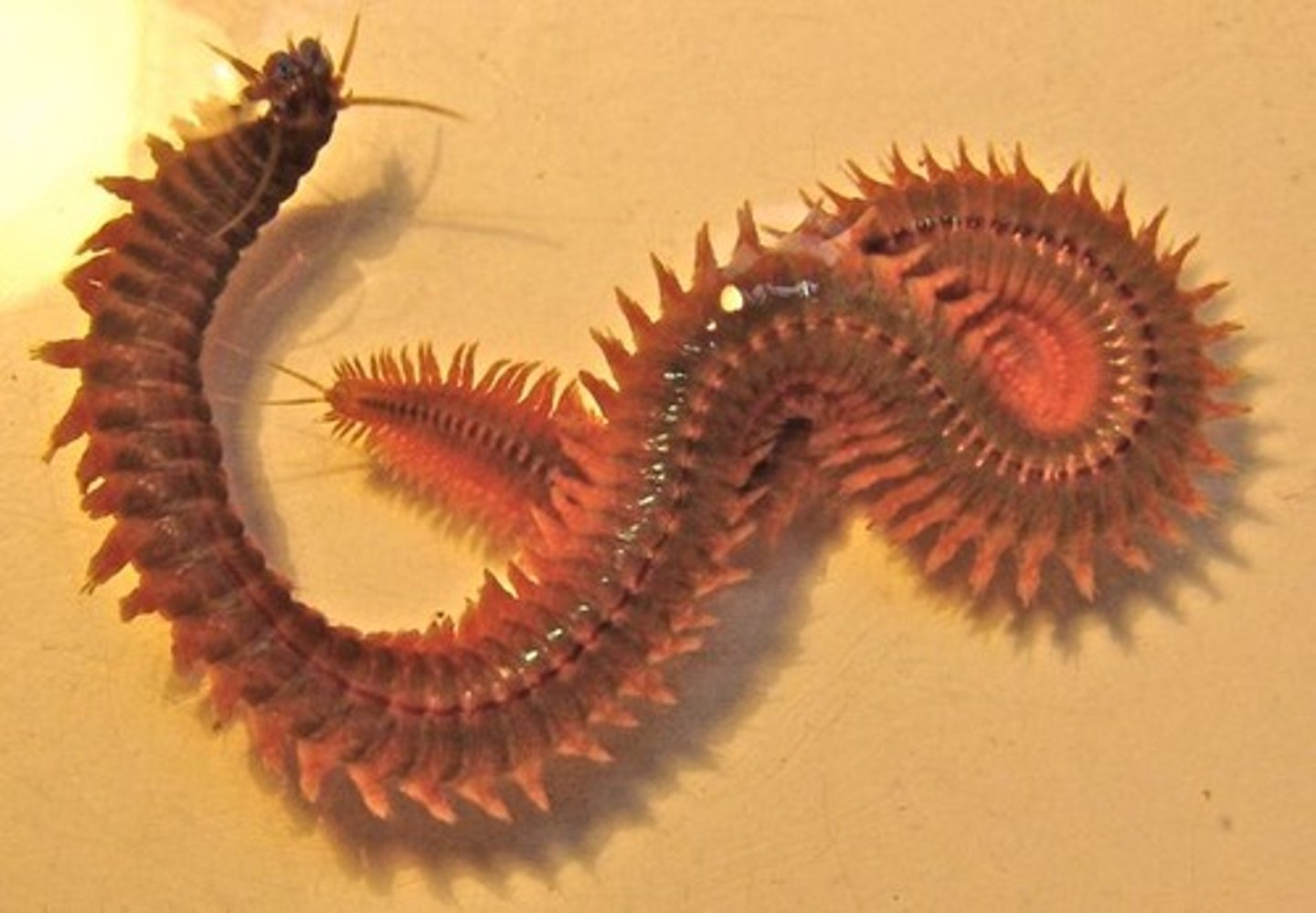 <p>Phylum Annelida, Class Polychaeta, distinct head with tentacles, eyes, and jaws, fleshy parapodia on segments</p>