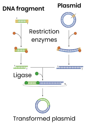<p>1. <strong>Restriction endonucleases / enzymes cut</strong> vector DNA</p><p>  ○ <strong>Same</strong> enzyme used that cut the gene out so vector DNA &amp; fragments</p><p>have ‘<strong>sticky ends’</strong> that can join by <strong>complementary base pairing</strong></p><p>2. <strong>DNA ligase </strong>joins DNA fragment to vector DNA</p><p>○ Forming <strong>phosphodiester bonds</strong> between adjacent nucleotides</p>