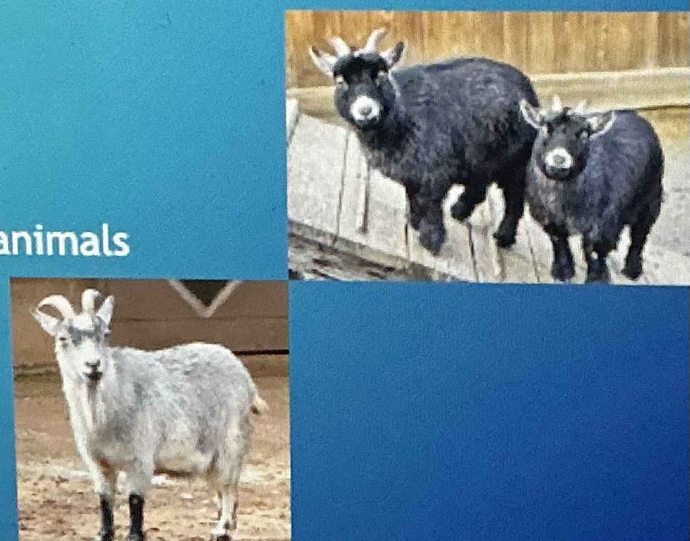 <p>Meat; small frame, now more of a companion </p>