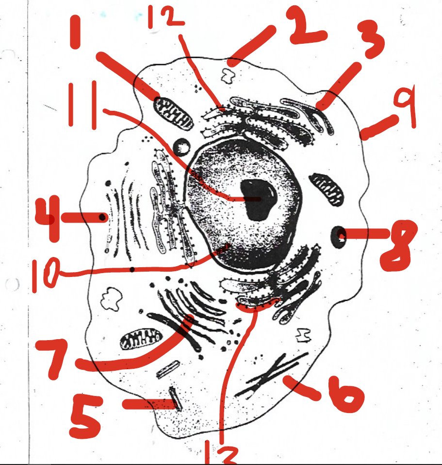 <p>found only in animal cells</p>