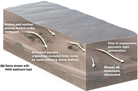 <p><span><span>•destructive sand and silt that is not suspended, but is washed along the bottom</span></span></p><p></p><p><span><span>•Rolling particles scour organisms from rocks</span></span></p><p><span><span>•Smothering bottom life</span></span></p><p><span><span>•Filling in hiding places</span></span></p><p><span><span>•Plants can’t become established on the shifting sand</span></span></p><p></p><p><span><span>•Storm-water management reduces bed load with drains</span></span></p>