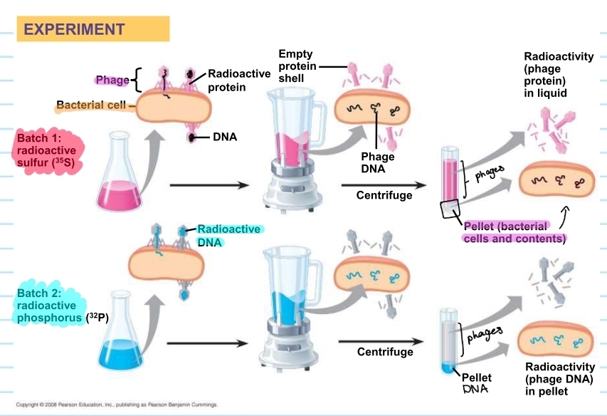 <p>phage experiment process</p>