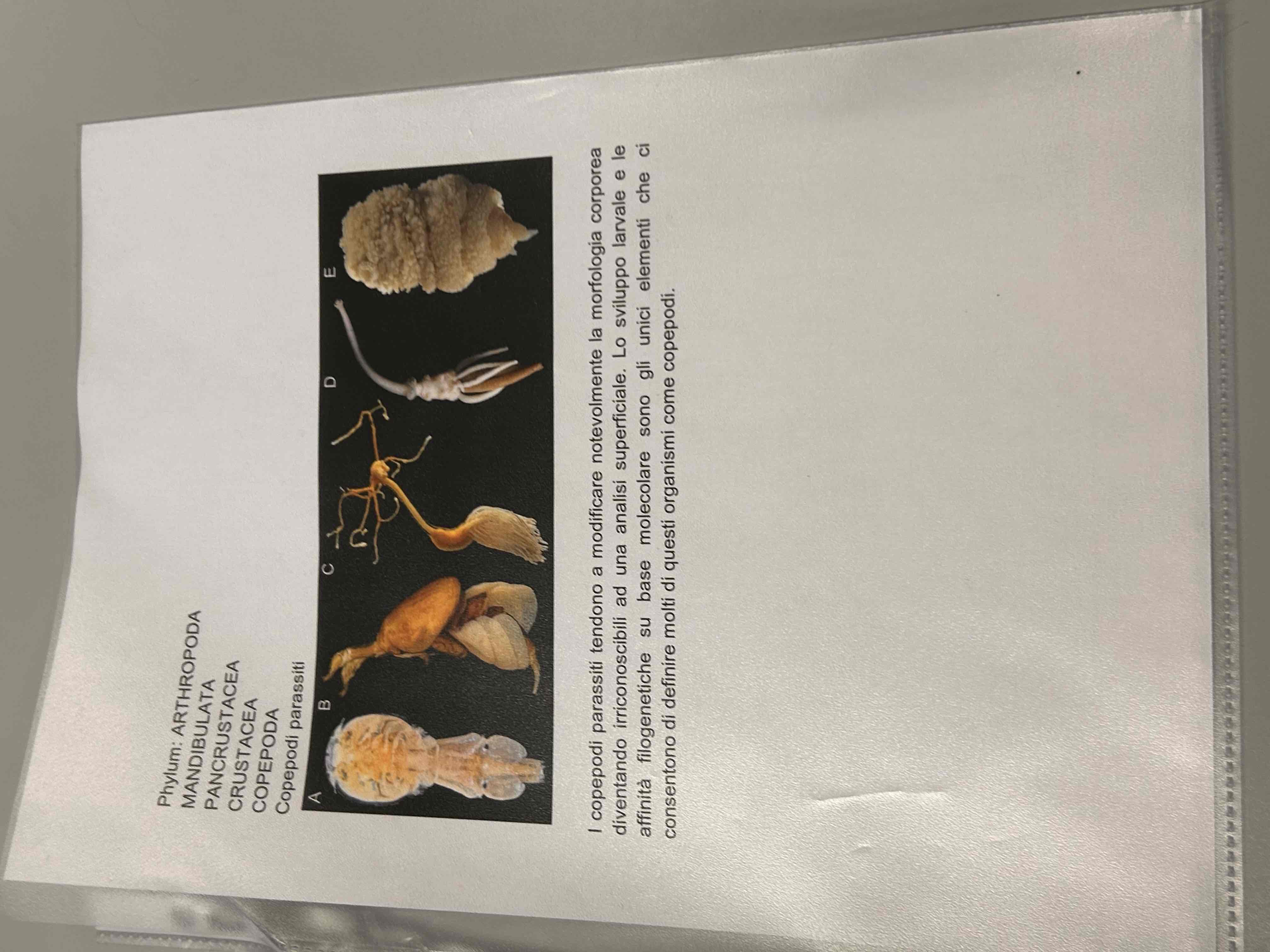 <p>Crostacei</p><p>Maxillopoda</p><p>Copepodi</p><p>Coepodi parassiti</p>