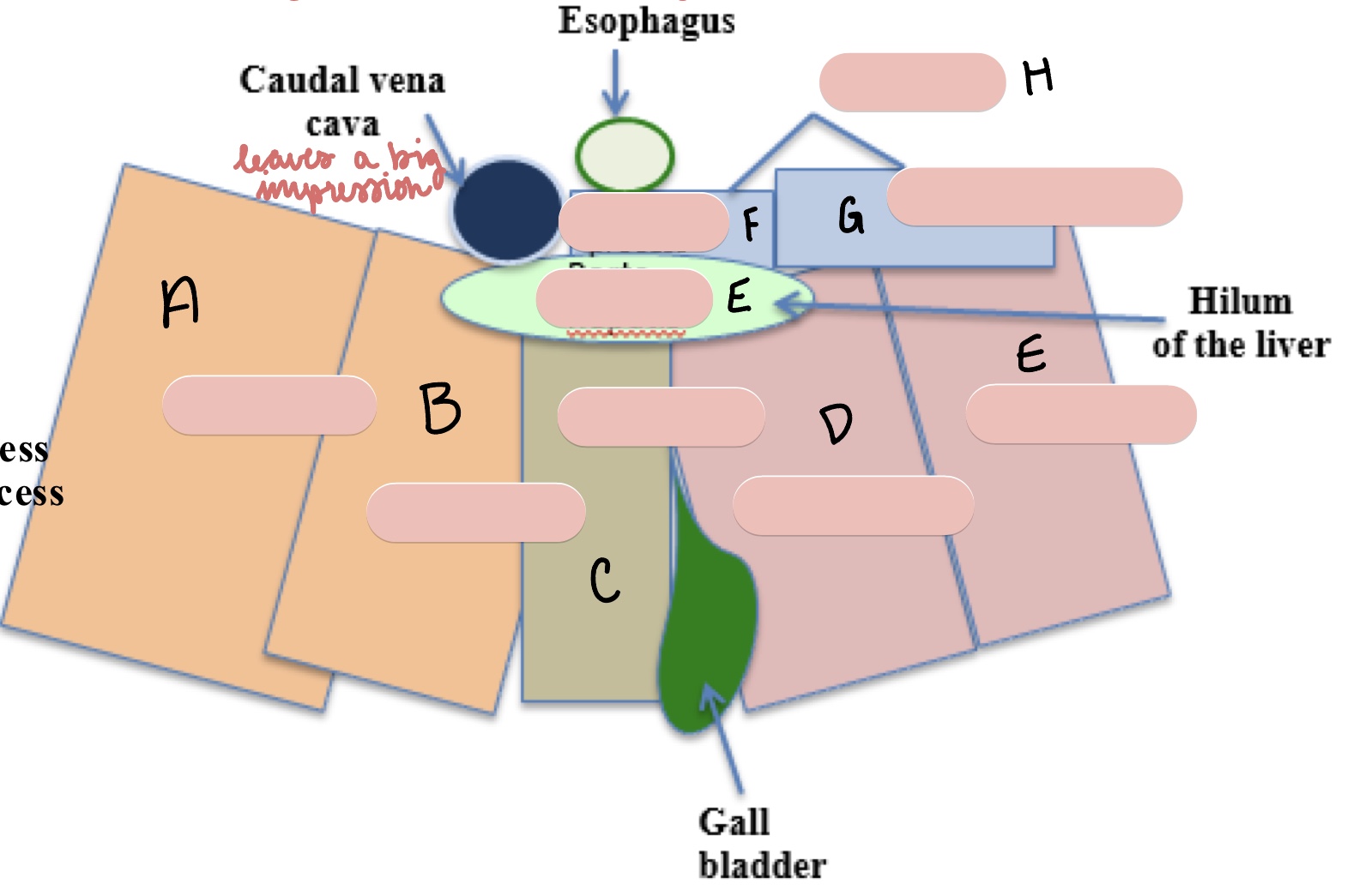<p>Name the structure(s) indicated by d and e.</p>