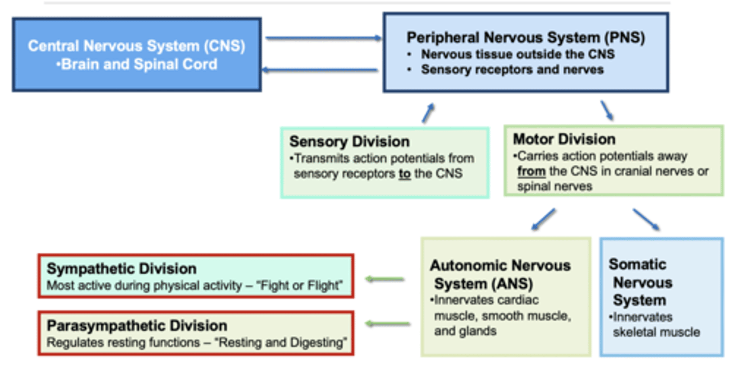 <p>sympathetic and parasympathetic</p>