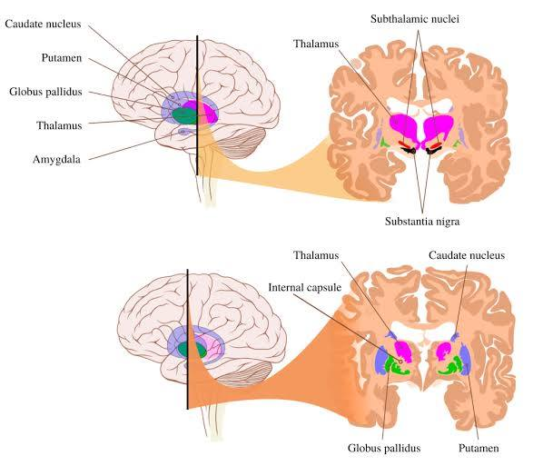 <p>caudate is c shaped.</p><p></p><p>more posterior cut where pons seen = more thalamus seen</p><p>more forward cut = caudate more apparent.</p>