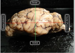 <p>Focus on anterior and posterior rather than rostral and caudal since we are using sheep brains</p>