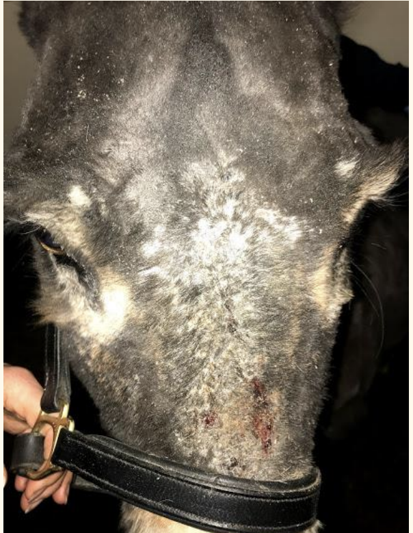 <p>itchy and crusty donkey: whta samples would you take?</p>