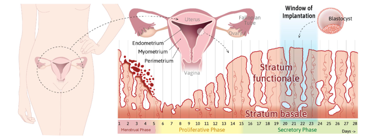 <p><span><span>Uterine Cycle Overview</span></span></p>