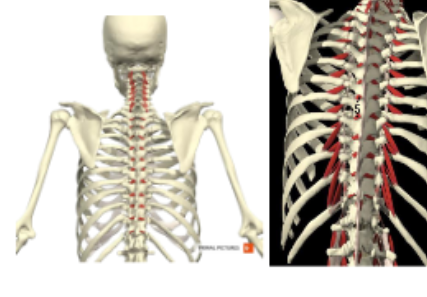 <p><span>M. rotatores</span></p>