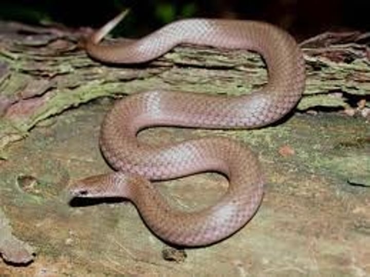 <p>17.8-25.4cm</p><p>Gray to brown coloration</p><p><strong>Smooth scales (though they sometimes look keeled)</strong></p><p>Venter white or yellow</p><p><strong>Pointed snout</strong></p>