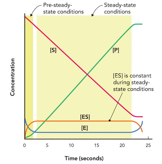 <p>enzyme is binding to substrate → converts to product → unbinds → binds to new substrate</p>
