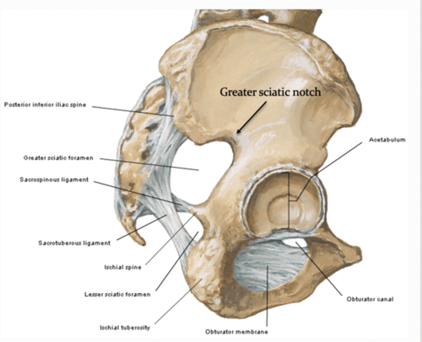 <p>What three structures form the Greater Sciatic Foramen? </p>