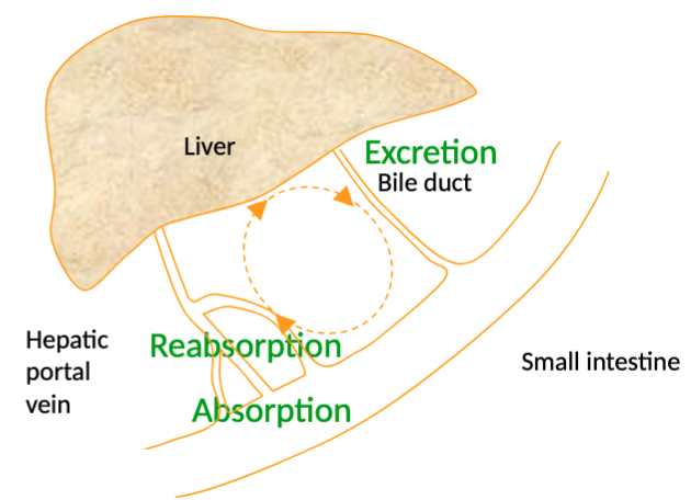 <p>Distribute well, found in highest concentration in Kidney/liver/spleen/lung, deposited at active sites of ossification, can diffuse into CNS/cerebrospinal fluid (<strong>BUT</strong> may not be preferred treatment especially in calf)</p><p>Pass through <strong>bovine</strong> placenta and enter foetal circulation</p><p>Elimination: tetracycline/Oxytetracycline excreted by kidney filtration (affected by renal function), DOXYCYCLINE removed via faeces (75% passive diffusion into intestinal lumen, 5% from bile), some enterohepatic recycling</p><p>****DOXY may be drug of choice in patients with impaired renal function!!!!</p>