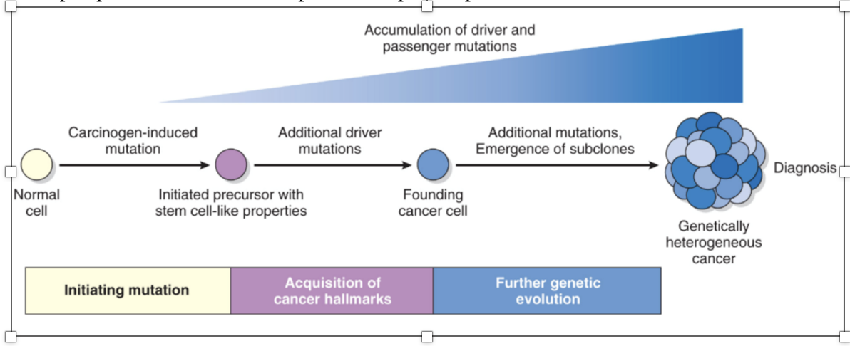 <p><strong><em><span>Comprendre l’image 6.16</span></em></strong></p>