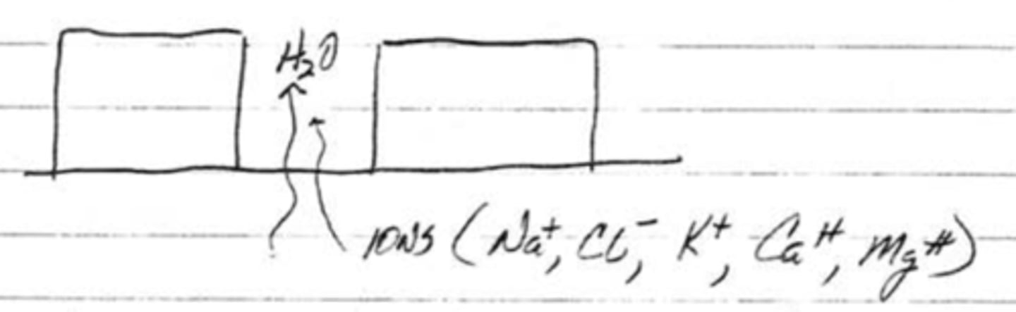 <p>tight junctions, solvent drag</p>