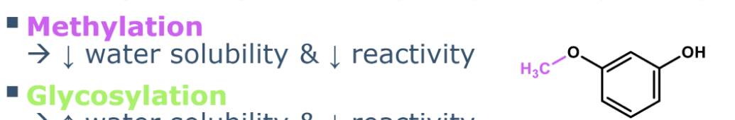 <p>adding CH3 to the OH</p><p>reduces the polarity </p><p>reduces reactivity</p><p></p><p><span style="background-color: inherit; line-height: 20.7px;"><span>reduces water solubility</span></span></p><p><span style="background-color: inherit; line-height: 20.7px;"><span>redcues oxidation</span></span></p><p><span style="background-color: inherit; line-height: 20.7px;"><span>reduces antioxidant act</span></span></p>