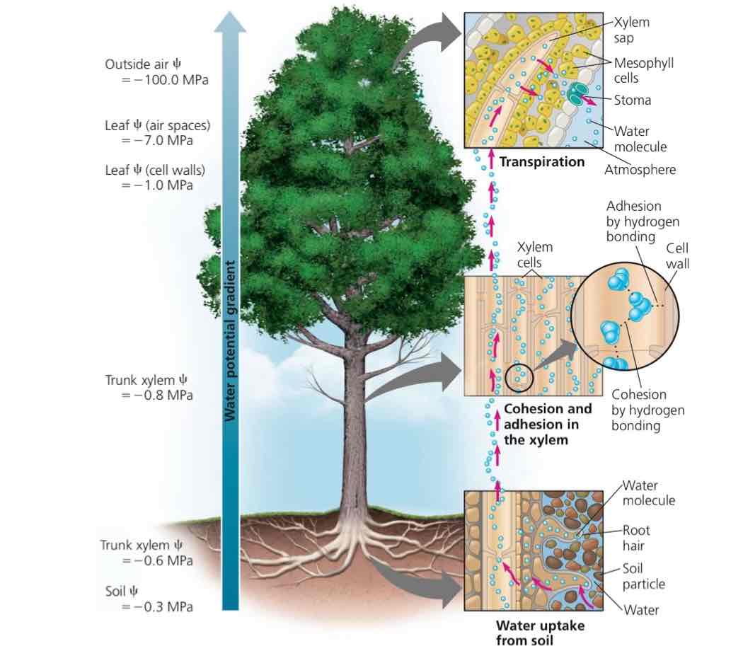 <ol><li><p>Stomata open.</p></li><li><p>Transpiration occurs.</p></li><li><p>Constant negative pressure occurs, as the water loss on the leaves. This is constant because of cohesion and adhesion - the string of secure water molecules (secured via holding onto each other and the cell wall) are being pulled in an “orderly” fashion.</p></li></ol>