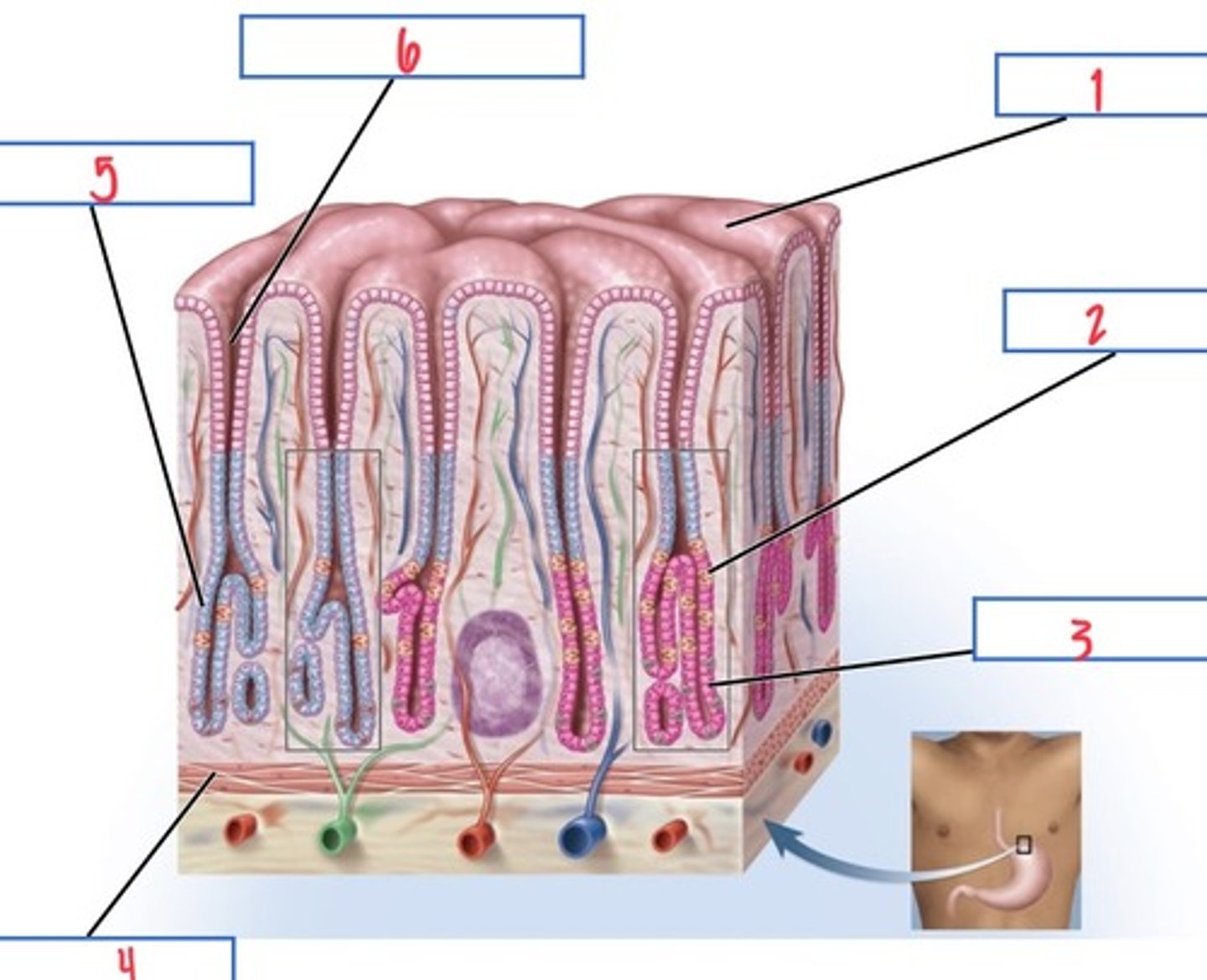 <p>What structure associated with the stomach wall is 5?</p>