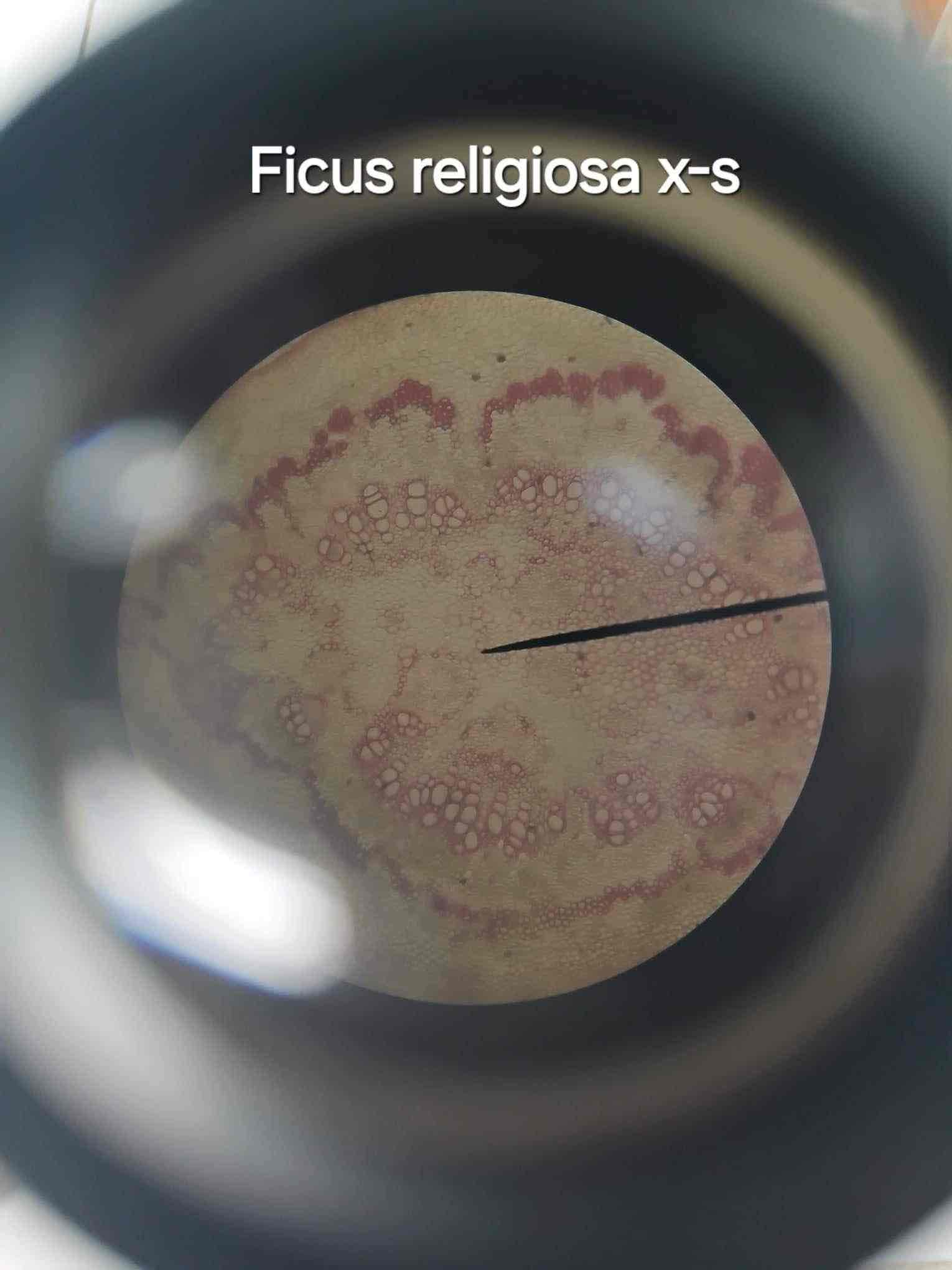 <p>Calcium carbonate crystals found in lithocysts, observed in the midrib of Ficus religiosa.</p>