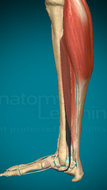 <p>What action does the Fibularis Longus allow for?</p>