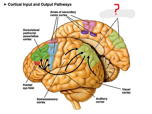 <p>What is this </p>