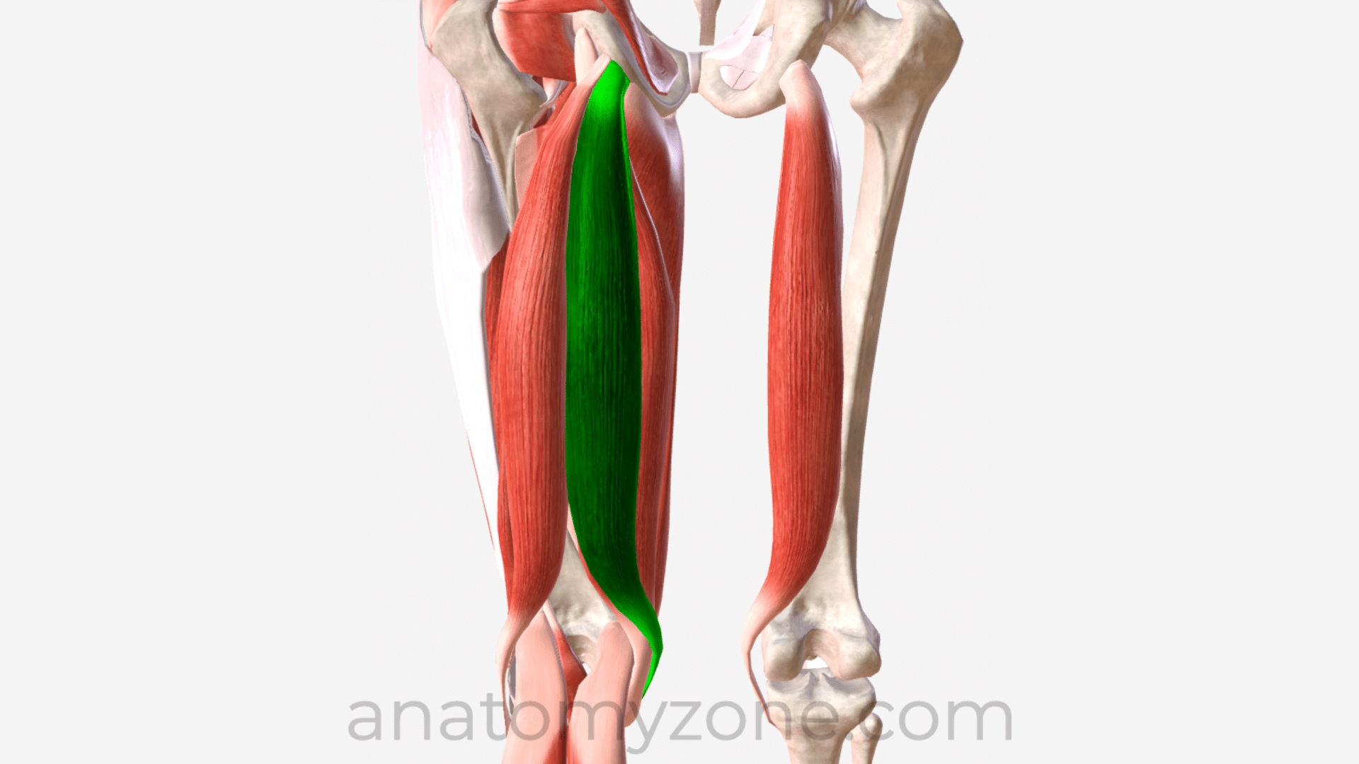 <p>Location:</p><ul><li><p><strong>posterior and medial aspect of the thigh</strong></p></li></ul><p></p><p>Function:</p><ul><li><p><strong>extend at the hip and flex at the knee</strong></p></li><li><p>flex the knee</p></li><li><p>extend the hip</p></li></ul><p></p>
