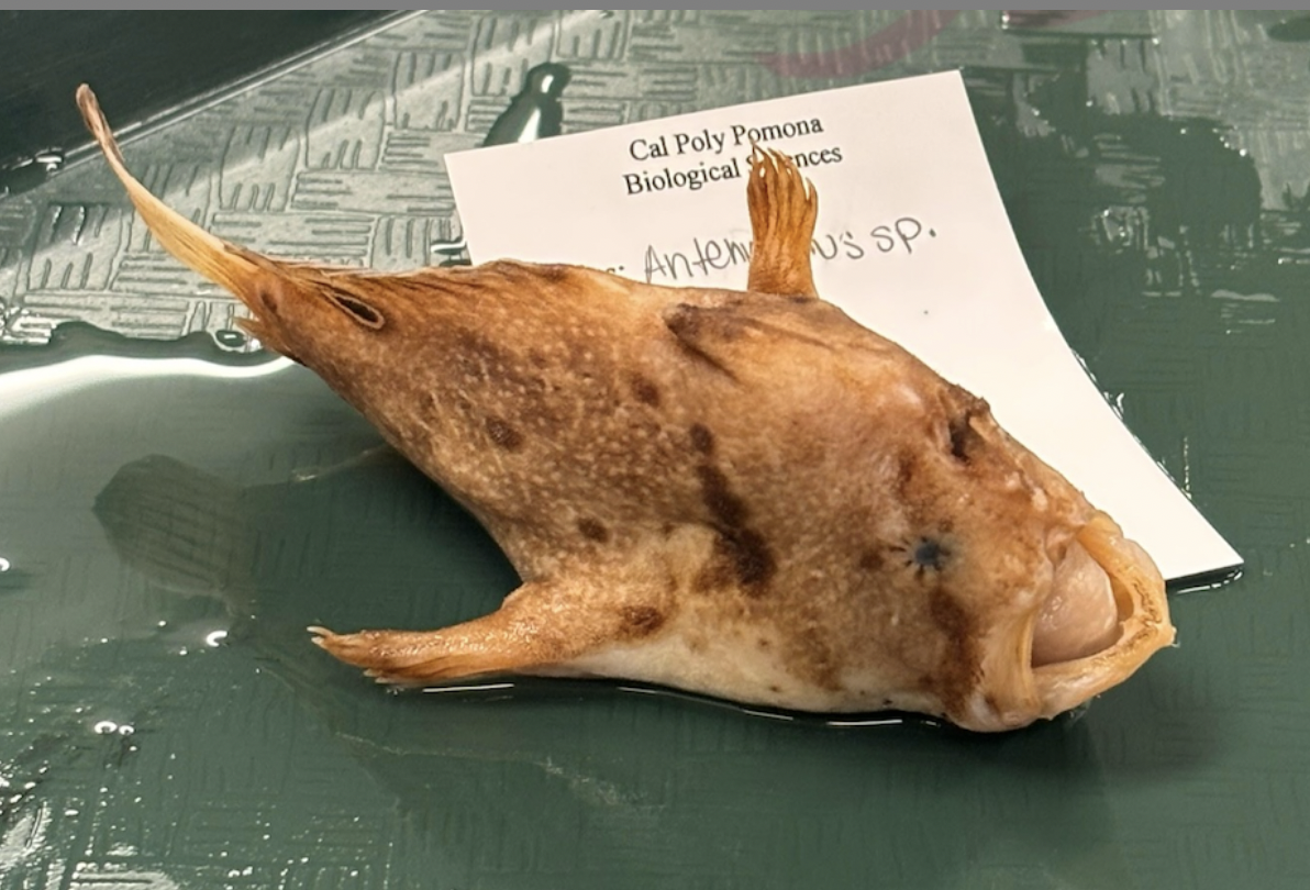 <p>Frogfish <strong>Family</strong></p>