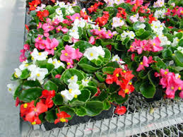<p>Begonia semperflorens-cultorum / Wax Begonia</p>