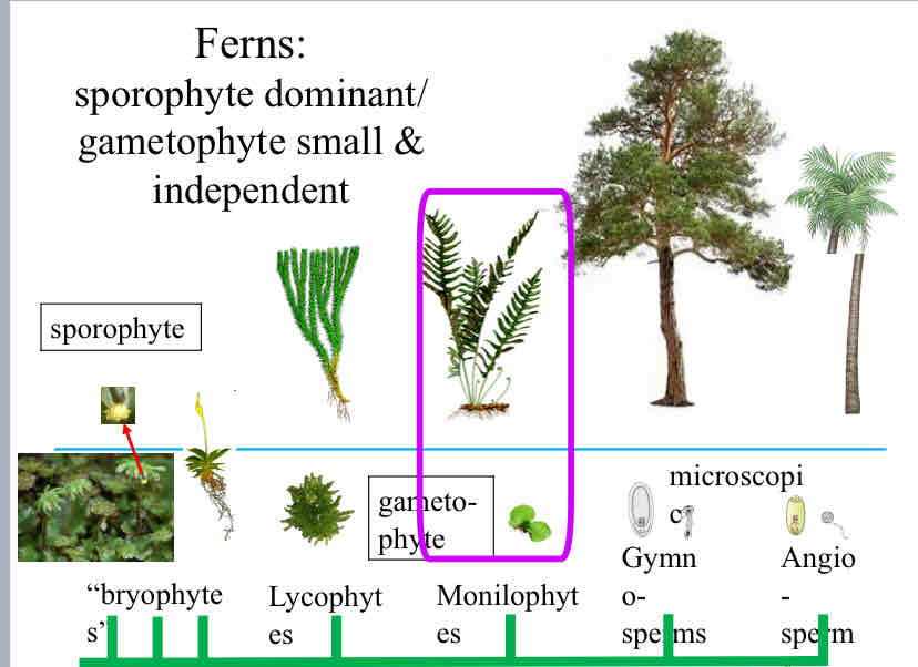 <p>Ferns</p>