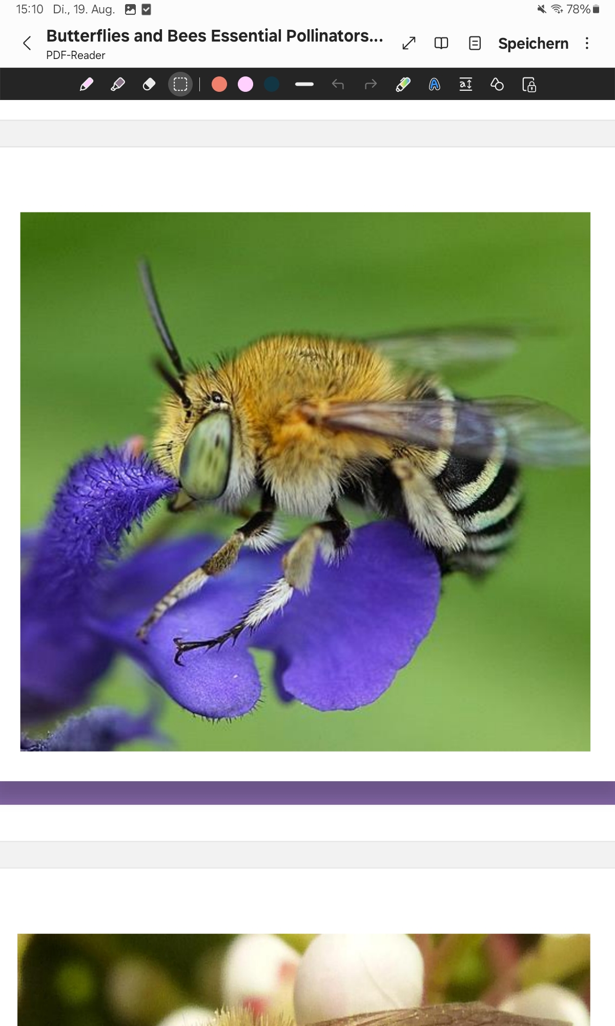 <p>Banded Bee </p>