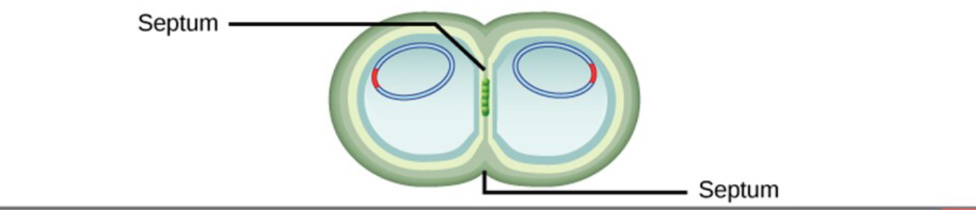 <p>FtsZ directs formation of septum (dividing cell wall) in cell center </p>