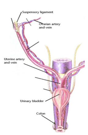 reproductive tract