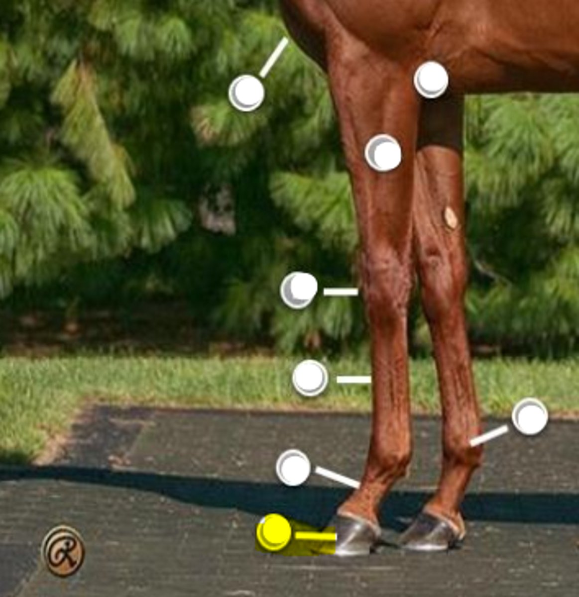 <p>What is body part is indicated on the image</p>