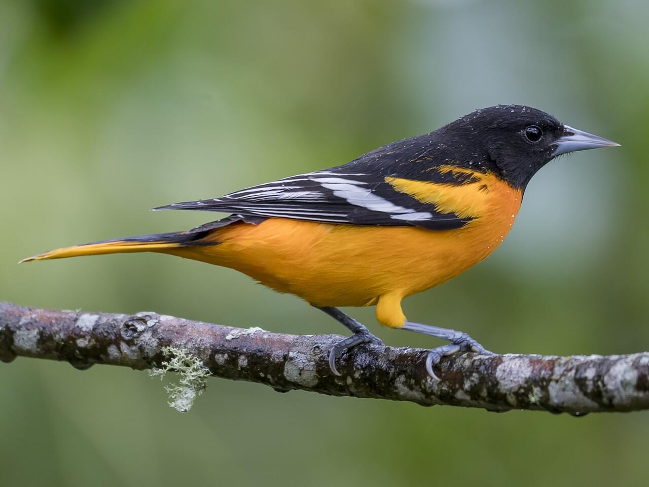 <p>Male flame-orange &amp; black, female yellow-orange with gray back; long pointed bill.</p>