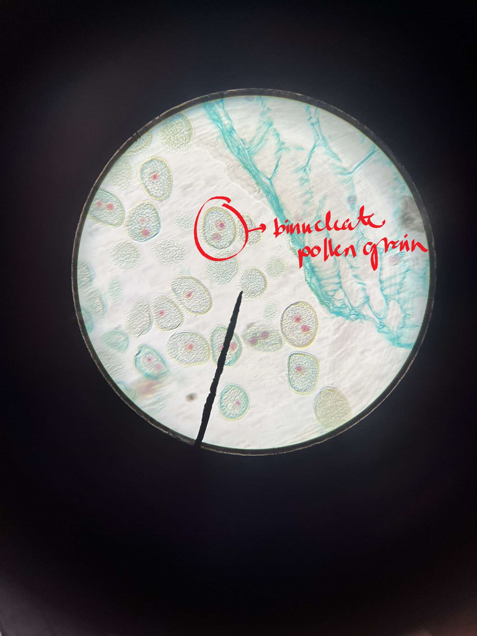 <p>identify the specimen</p>