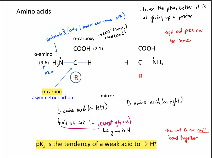 <ul><li><p>L-amino acid (means on left)</p><ul><li><p>all aa except glycine bc it doesn’t have a chiral center(R group is an H)</p></li></ul></li><li><p>L and D aa CANNOT bond together </p></li></ul><p></p>