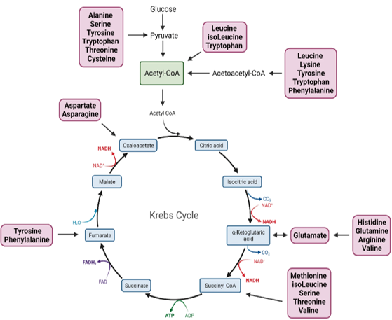 <p>peptides are further deaminated to ___ of CMPs</p>