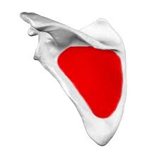 <p>Inferior posterior concave area of the scapula below the spine</p>