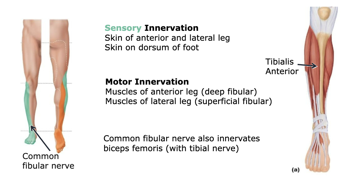 <p>The Common fibular nerve is also known as <strong><em><em></em></strong></em>__.</p>